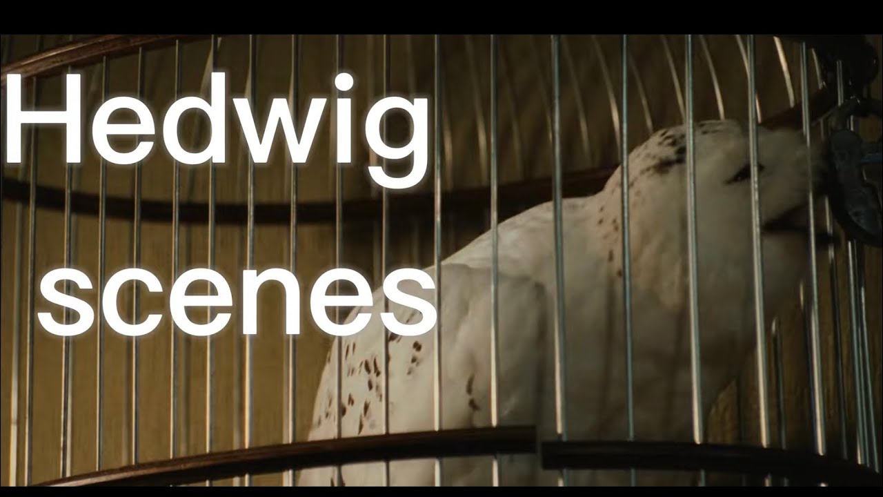 Hedwig scenes 4K #harrypotter #scenepack #hedwig