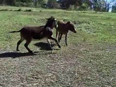 Hee Haw Donkey Braying