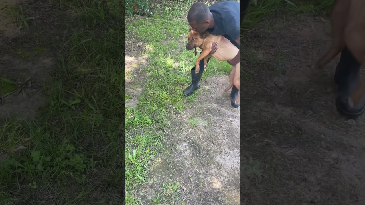 Hell over Ice purebred Eli hound #apbt #gamebred #bulldog #dogs #funnydogs #beautiful