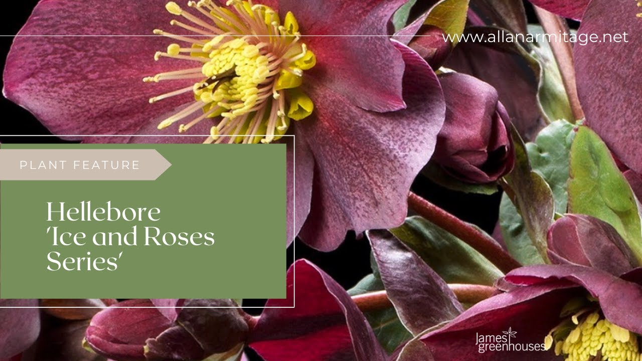 Hellebore 'Ice and Roses' at the UGA Trial Garden