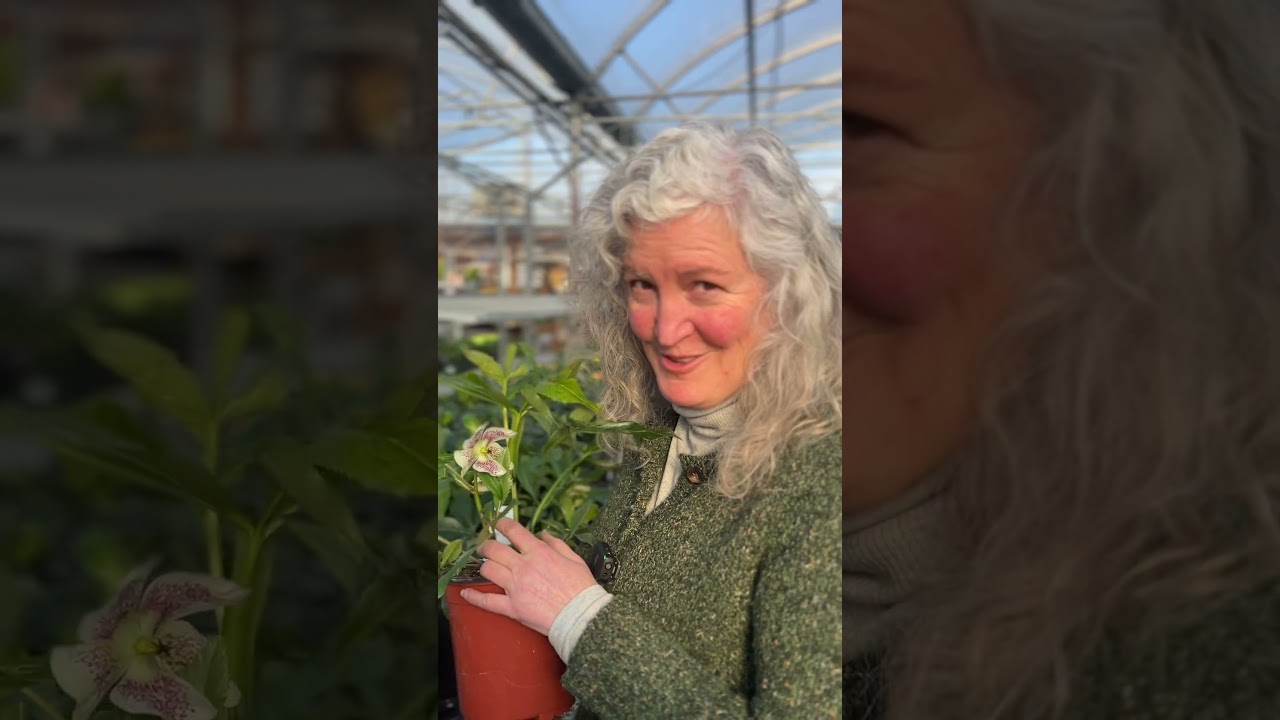 Hellebores Varieties