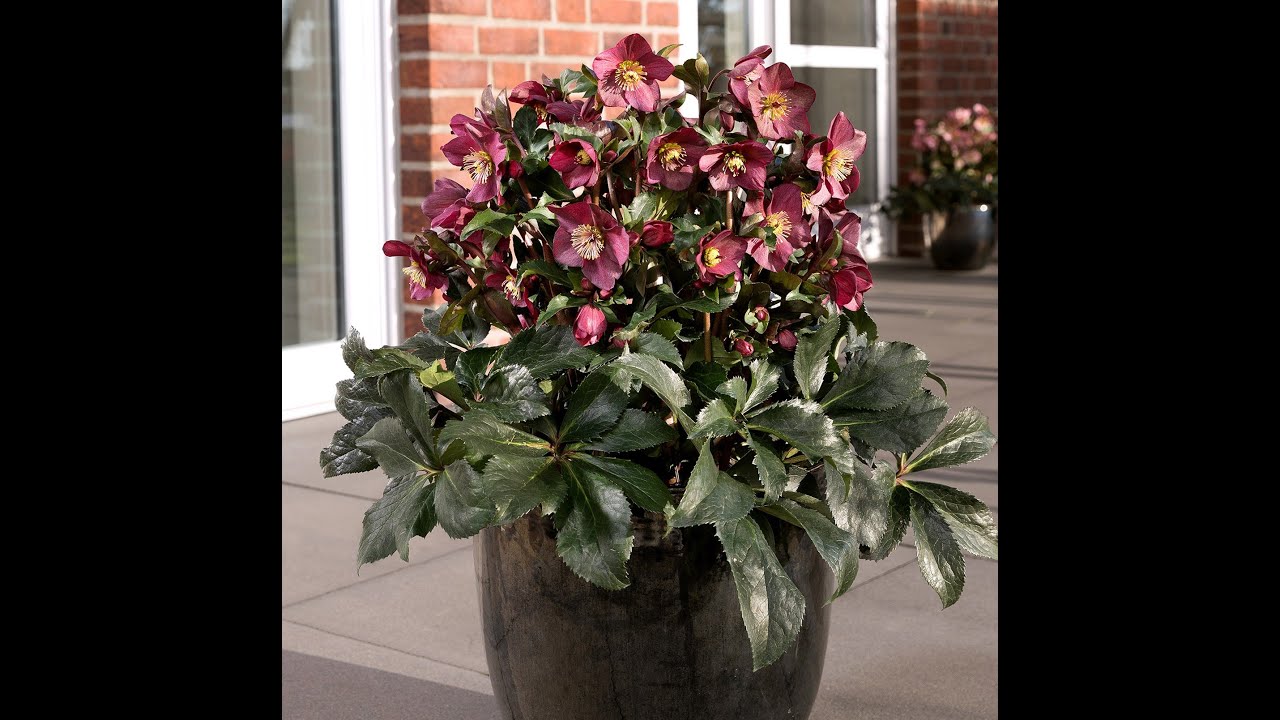 Helleborus Ice N' Roses