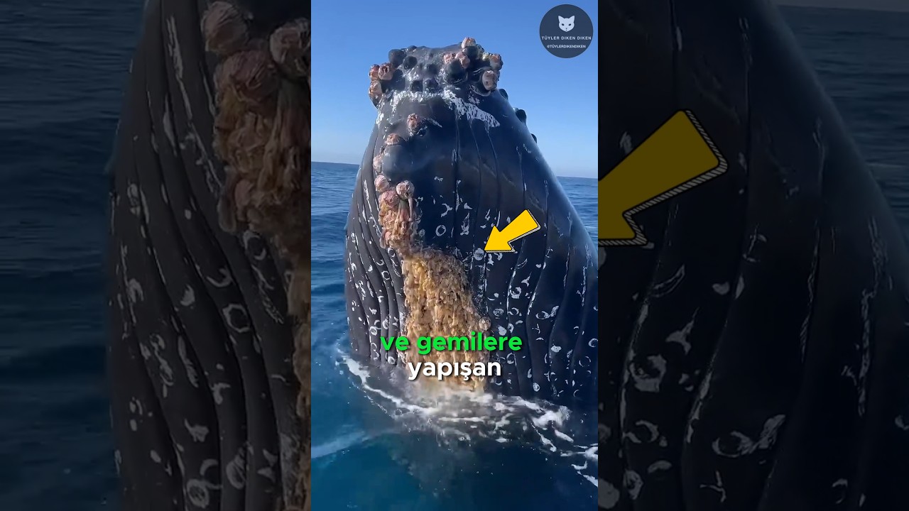 Hem Balinaların Hem De Gemilerin Düşmanı! 🚢🐋😡🐚