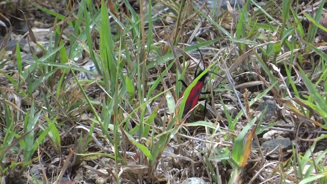 Hemipepsis ustulata