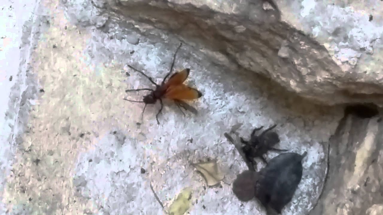Hemipepsis Wasp vs Chaetopelma Spider and Ants