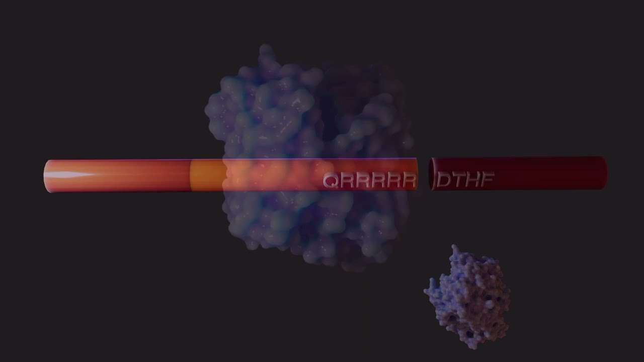 Hepcidin - The Liver Hormone Regulating Iron Metabolism