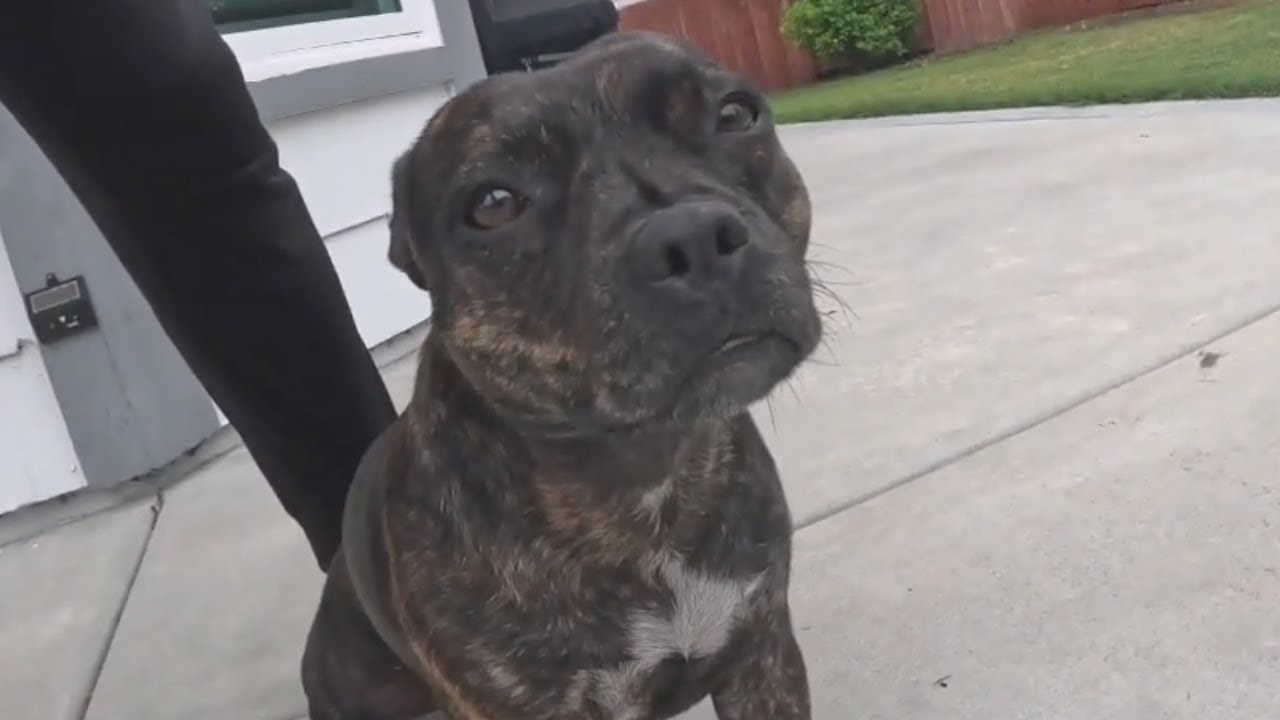 Her Friend's Too Tired To Play 🥺 - Your Daily Dose of Staffordshire Bull Terrier Episode 6