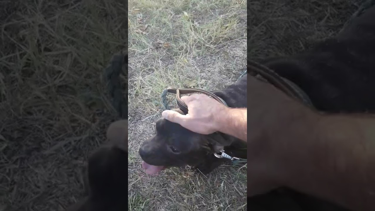 hera yeni dişi köpeğimiz a secere 2 yasinda 8 Ekim 2022