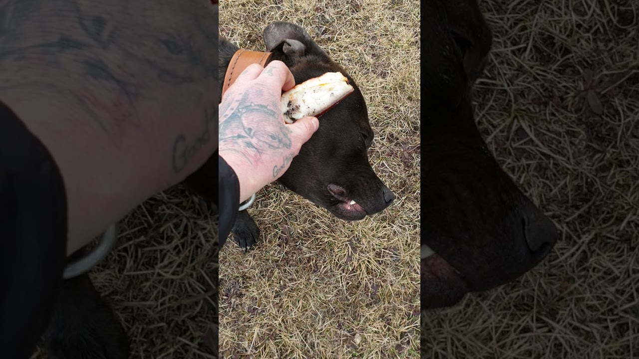 Herceg R.I.P son of Kimbo X Mamba 2019.12.20-2021.11.08 🖤🙏