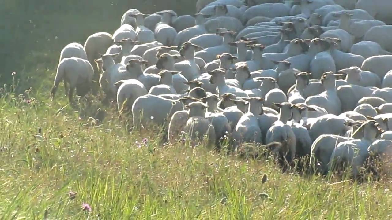Herding: Australian Shepherd Chaplin & Flame - Schafe hüten (1)