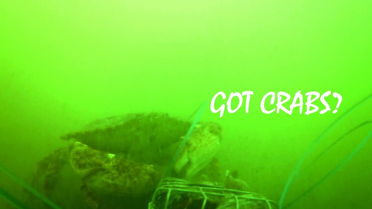 Here's What Happens to your Crab Snare (footage worth the risk!)