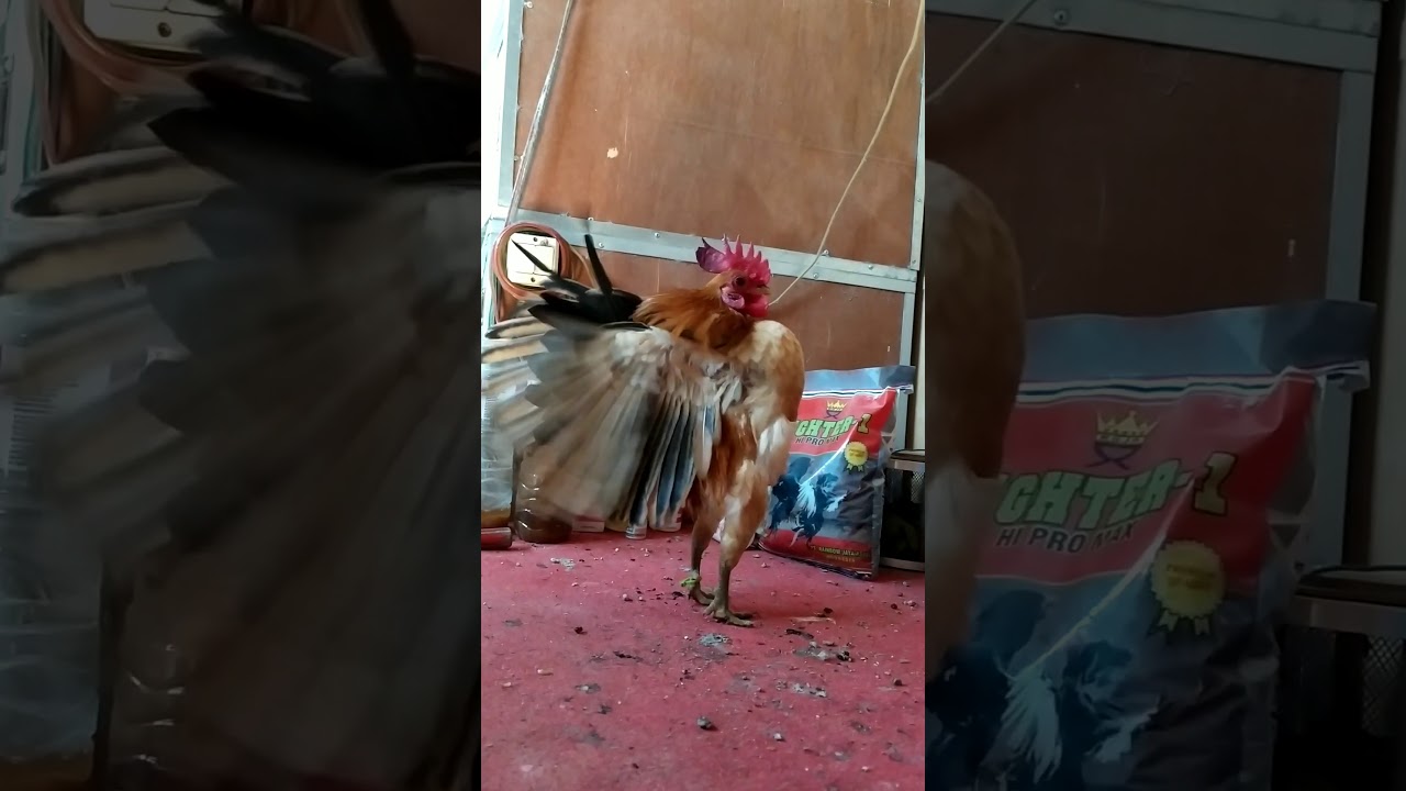 Herkules pamer dada montok