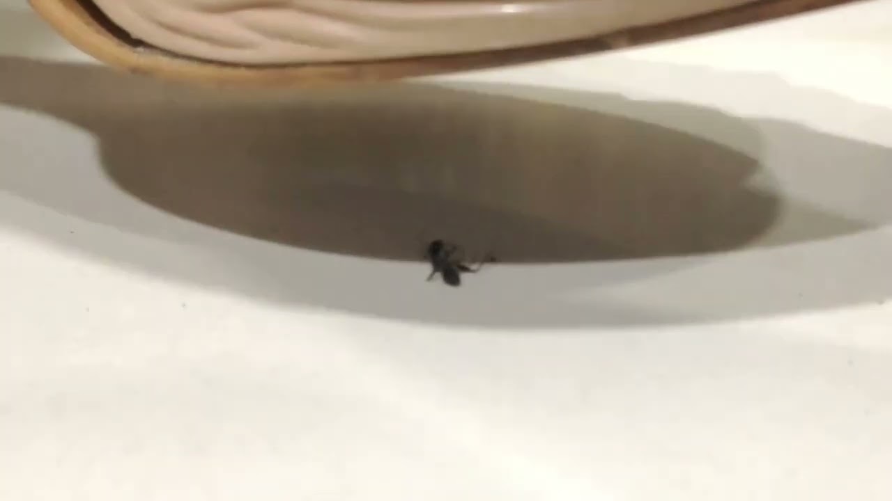 high heels crush a dead ant 🐜