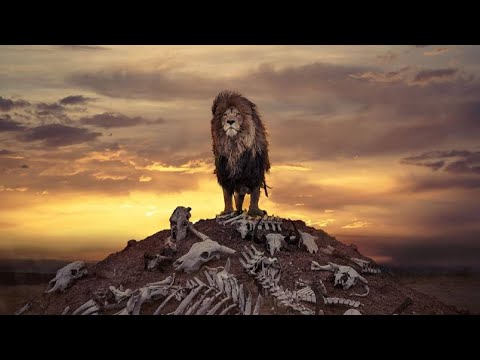High Quality Lion Clips For Tiktok Edits/Intros! (4k)