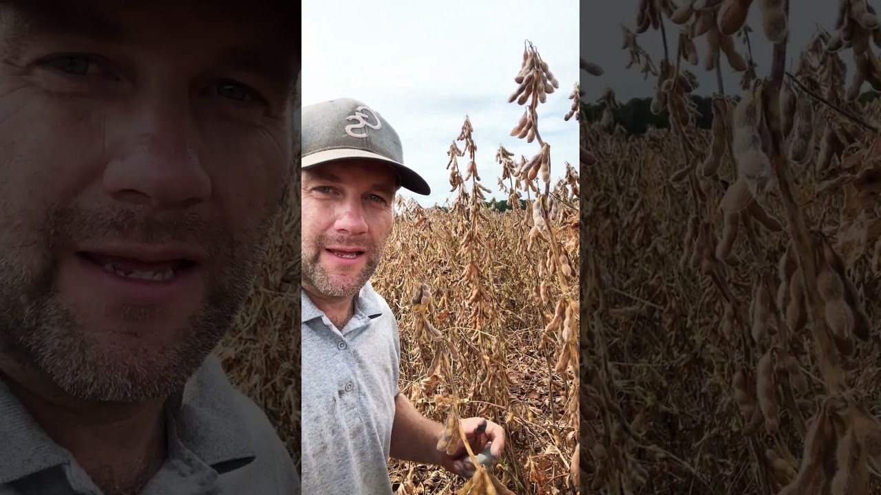 High Soybean Yield #farming