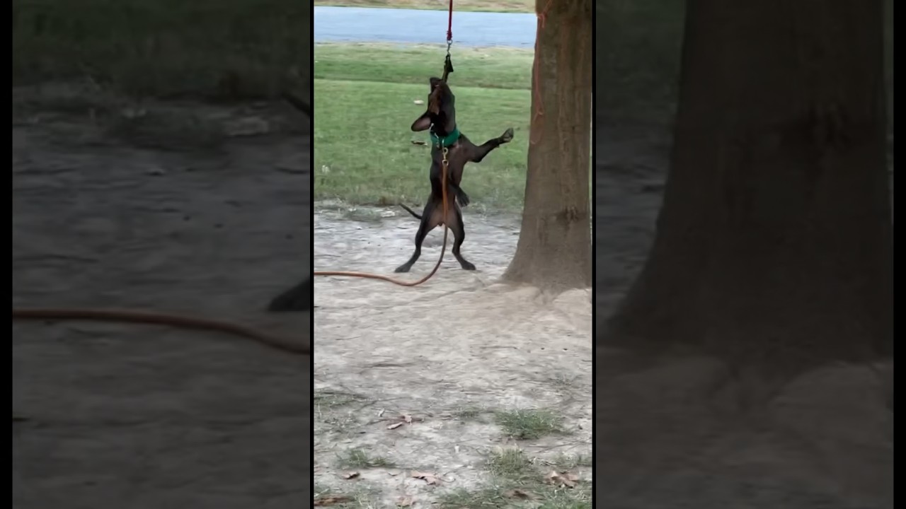 High strung American Pitbull Terrier