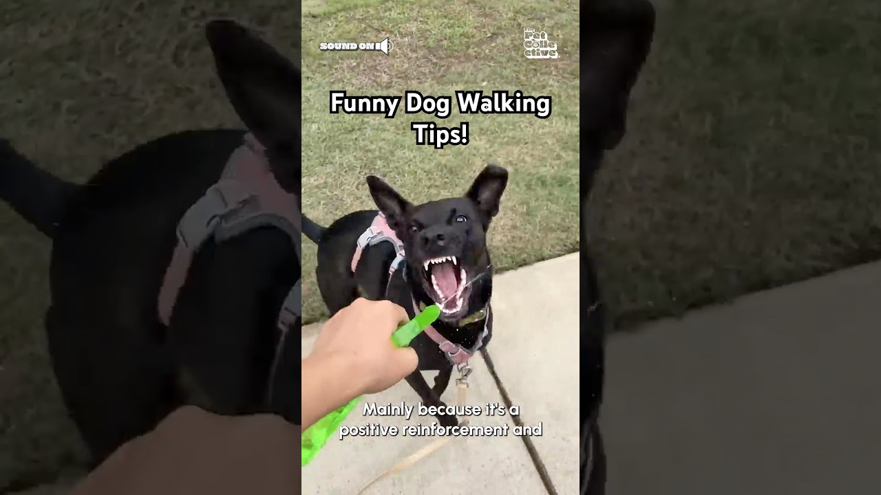 Hilarious But Useful Dog Walking Tips