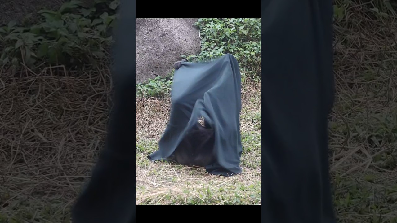 hilarious #gorilla building tent with blanket 🤣 #gorillatag #金剛猩猩 #台北市立動物園 #shorts