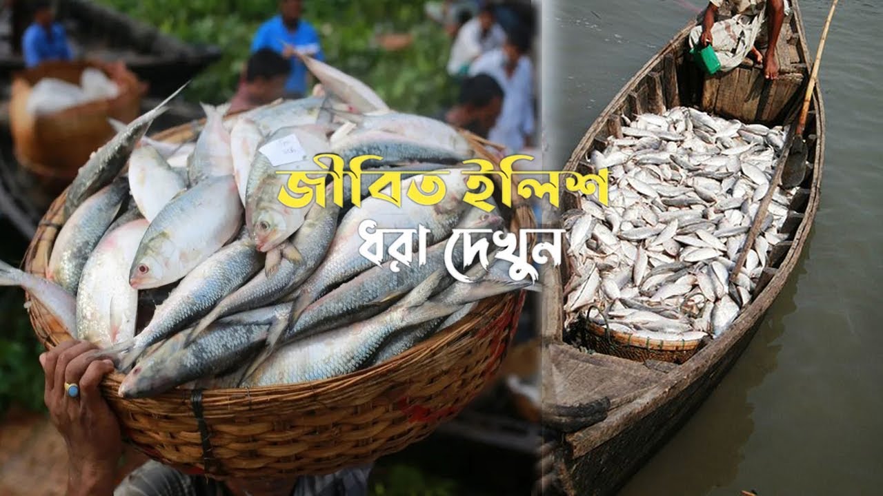 Hilsa Fish Meghna River Chadpur Bangladesh  Fishing