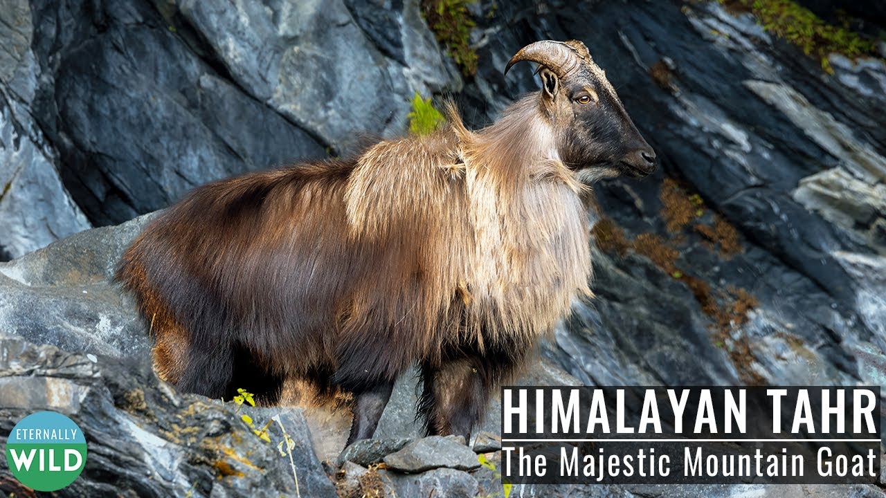 Himalayan Tahr - The Majestic Mountain Goat of the Himalayas