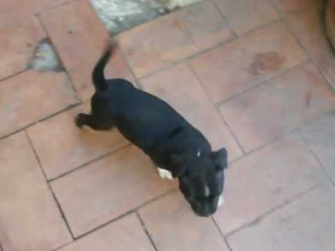 Hiro baby staffie le 12 juillet 2012