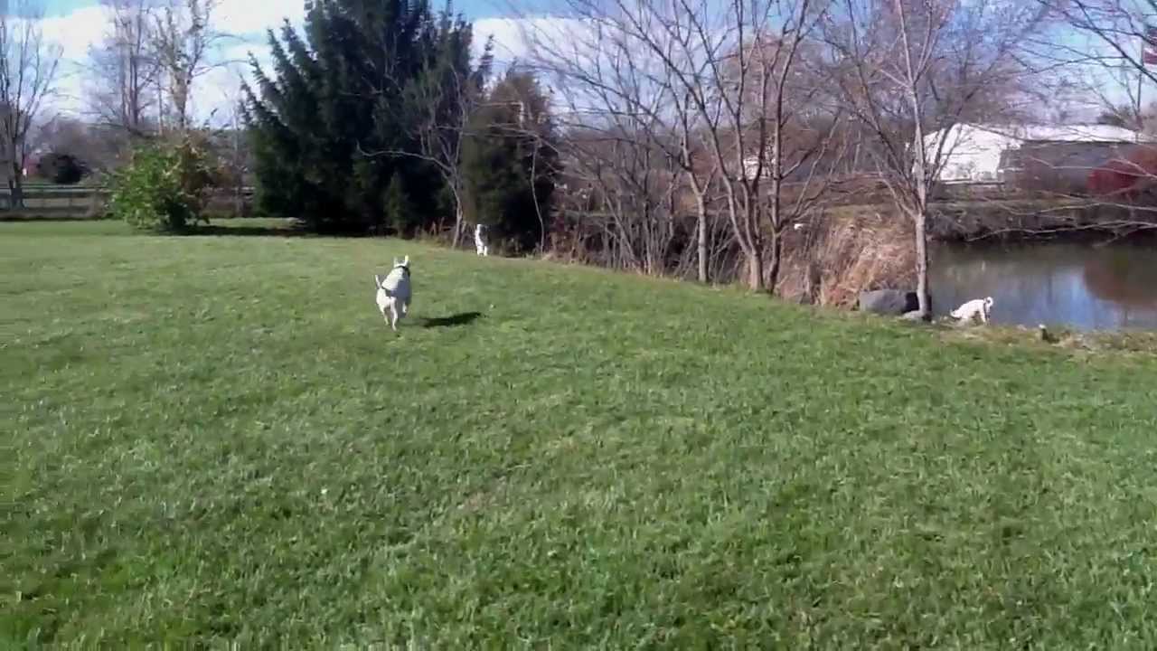 Hiro the Captain Spish bull terrier