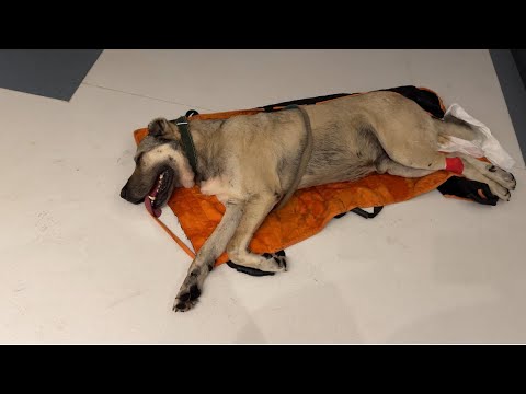 HIRÇOYU AMELİYAT İÇİN İSTANBULA GÖTÜRDÜK —HIRÇO YAŞAMA GÖZLERİNİ YUMDU!!