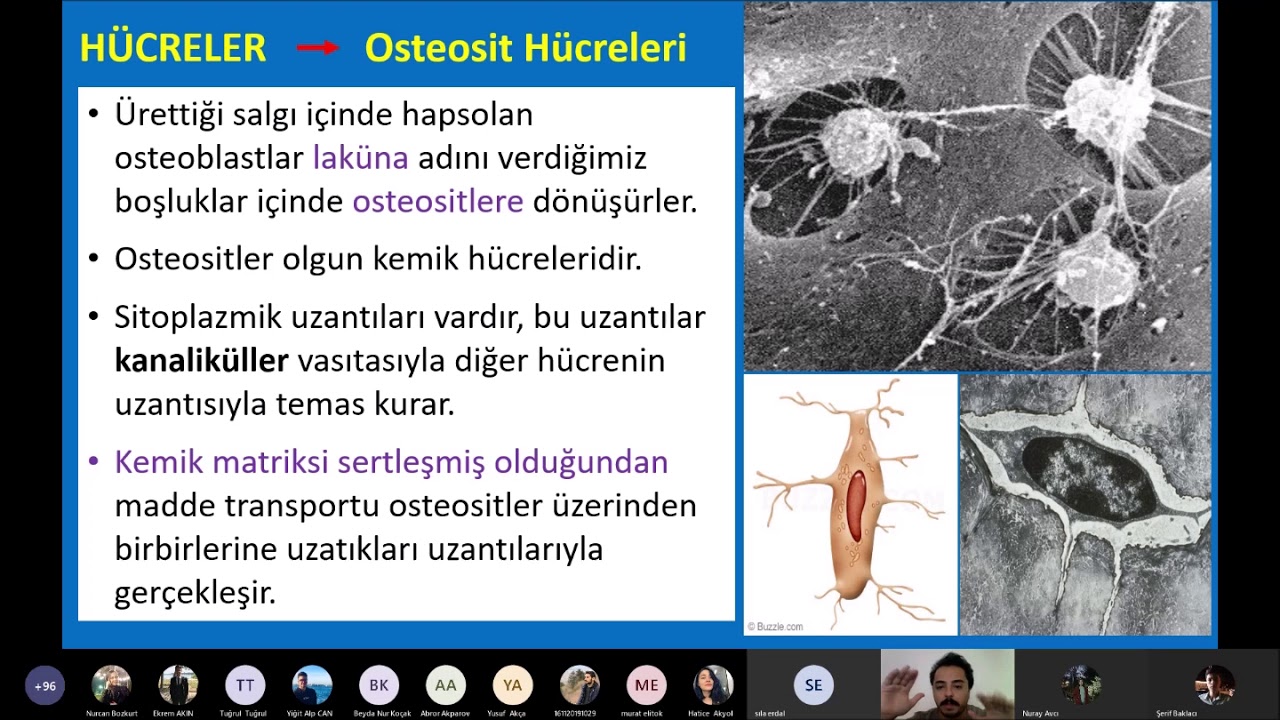 Histoloji - Kemik Doku