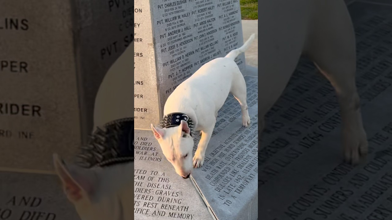 (Historical Dog) The “Bull Terrier” 🏴󠁧󠁢󠁥󠁮󠁧󠁿🧾📰🗞️📜