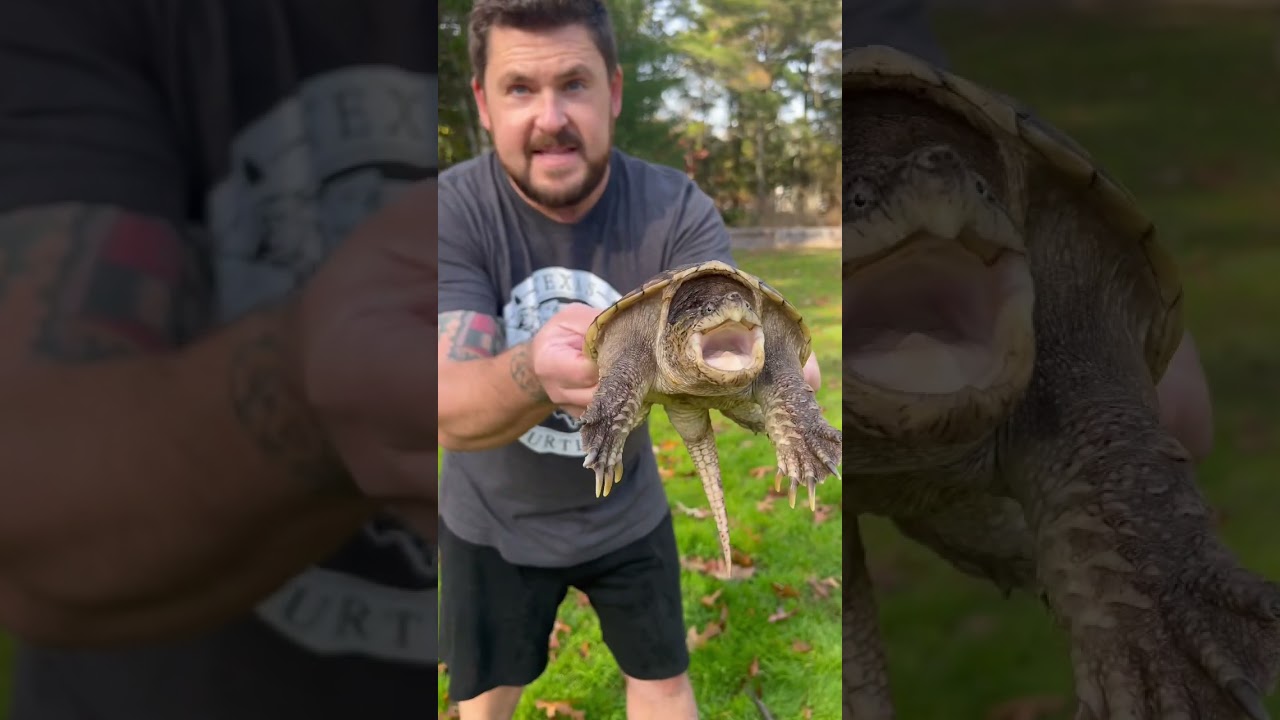 Holding Snapping Turtles! #shorts