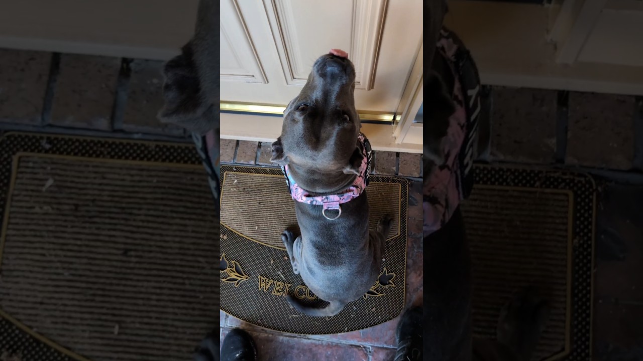 Holly Visiting Grandparents (It's only been 2 weeks between visits)😂 #bluestaffy #dog #englishstaffy