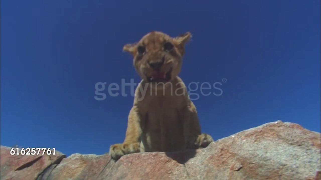 Home Alone (QuiggC1 Mammal Style) Part 19: 