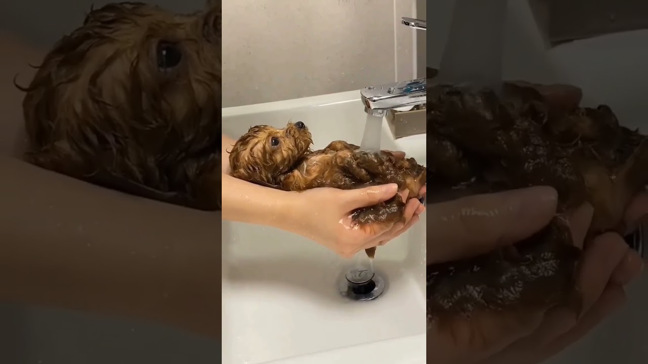 hora do banho