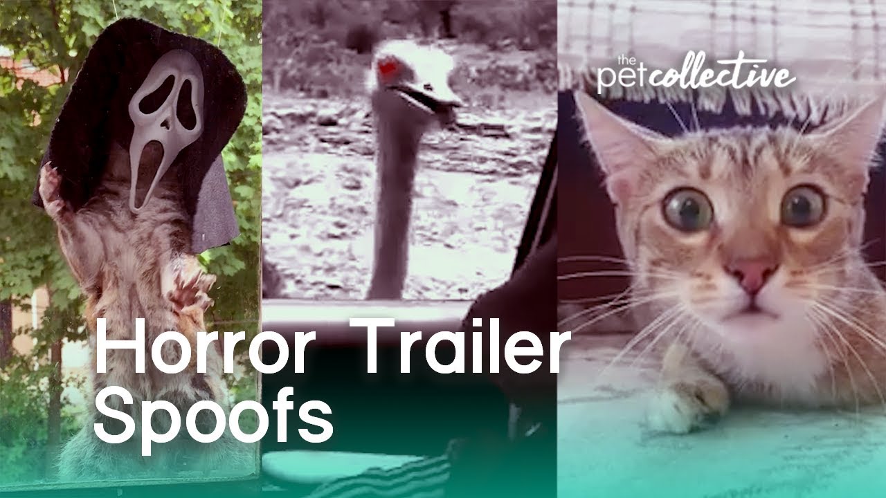 Horror Movie Trailer Spoofs | The Pet Collective
