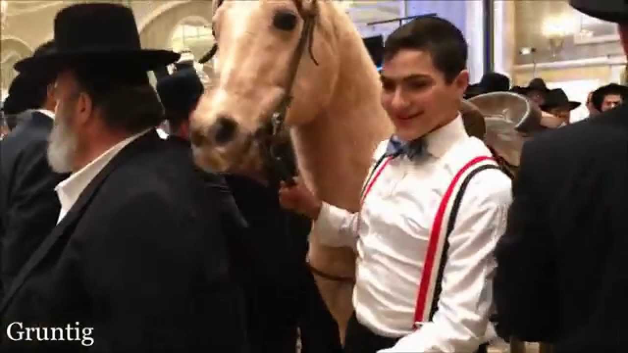 Horse and Llama Visit Monsey Jewish Wedding
