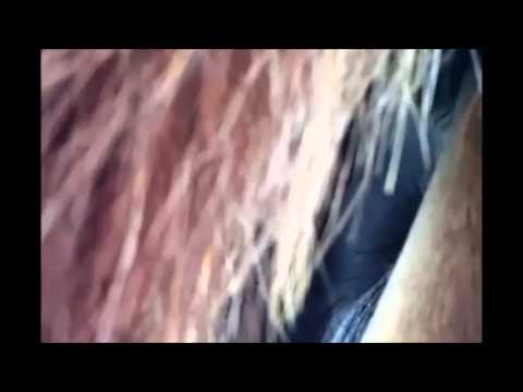horse fart