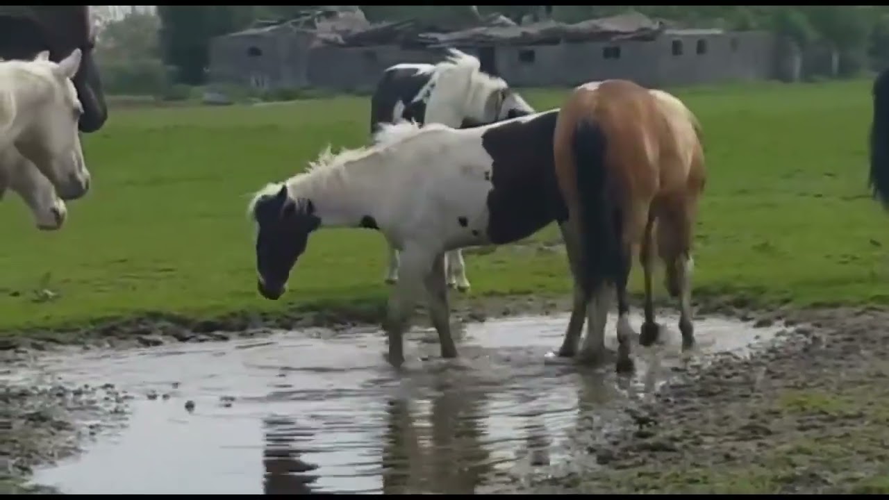 horse mating