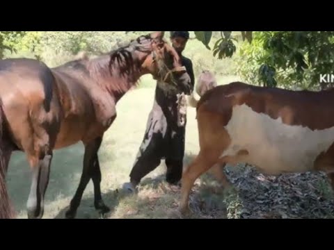 Horse mating with cow first time ||Panic mating for cow ||Horse power June 02,2025 || horse breeding