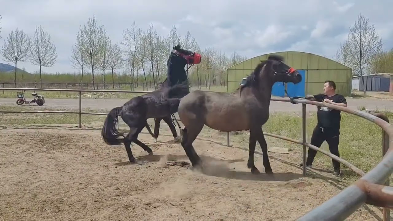 Horse meeting time