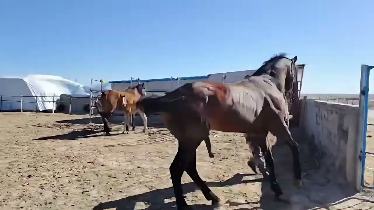 Horse meeting time