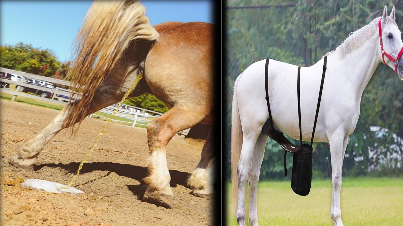 Horse peeing | Horse Pee | Horse Pee in bottle