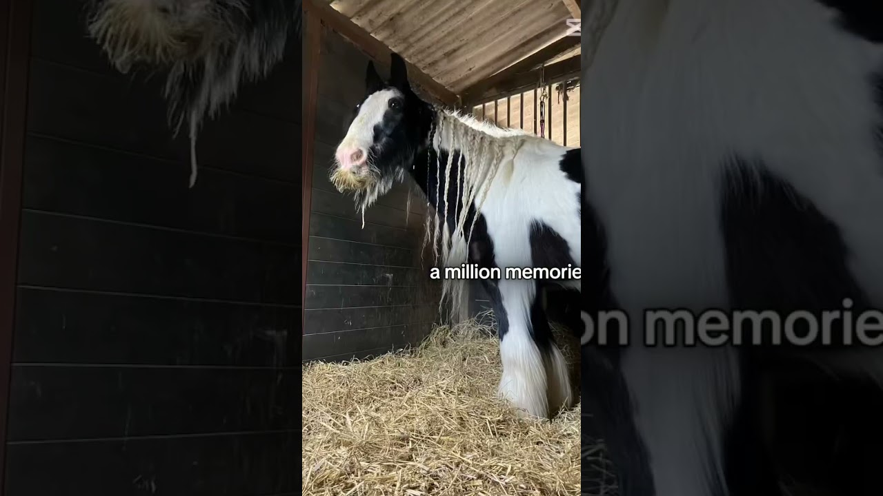 #horse #pip #equestrian