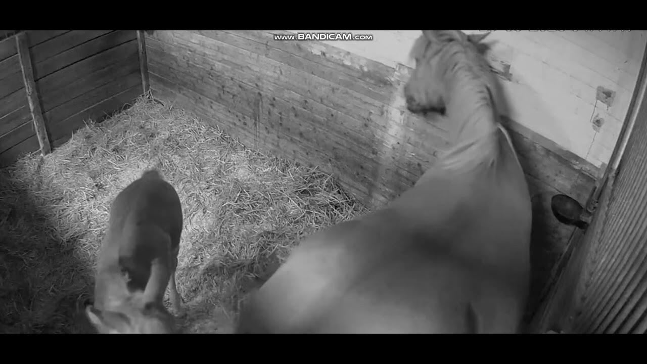 Horse poop #1