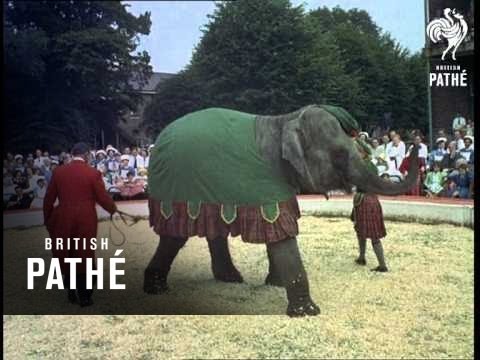 Hospital Circus (1955)