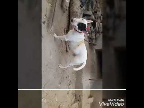 Hot Bloodlines BullTerriers in Punjab