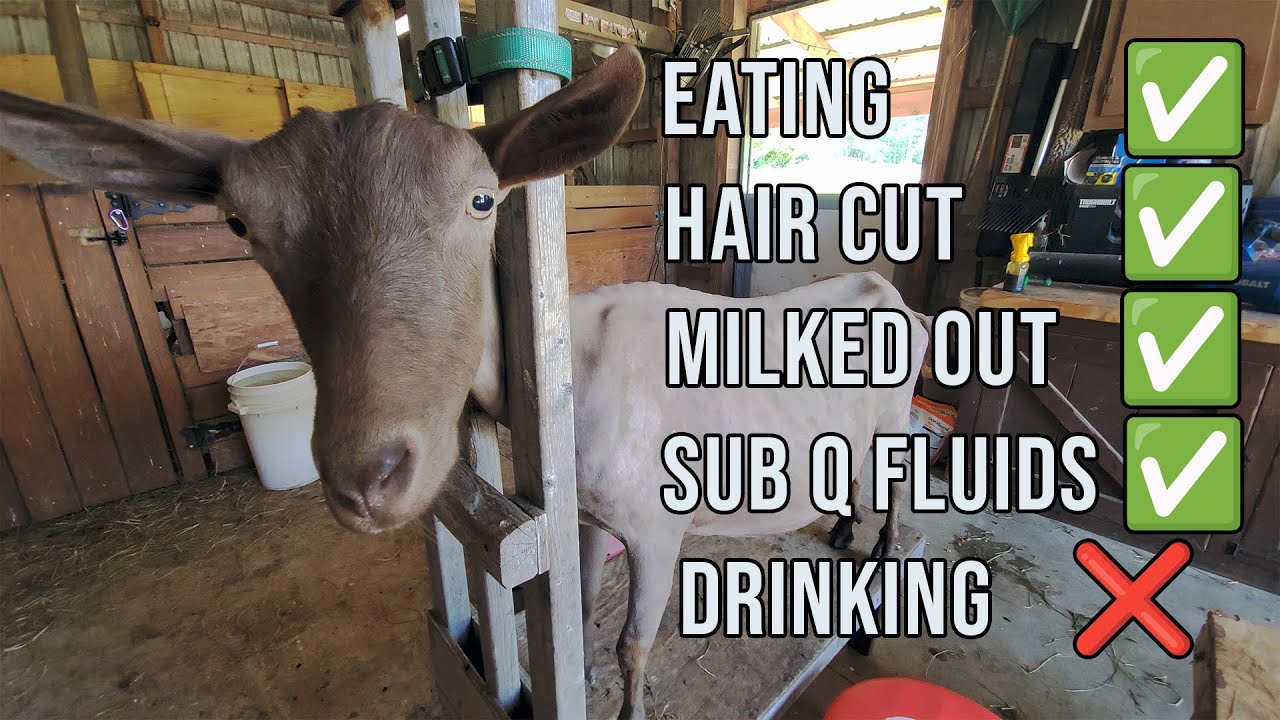Hot Goat Needs Attention - Dulce Syman Says Farms 💜🐐💜