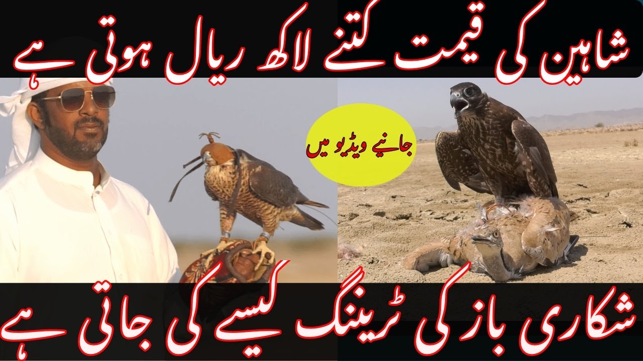 Houbara Bustard | Falcon Hunting & training to capture Hubara| Kinds of Falcon in the world