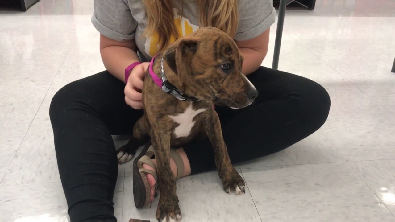 Hound/ Pitbull Mix with Rover Rescue
