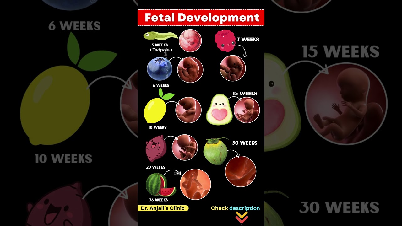 How a Baby Grows in the Womb 🤰 | Fetal Development Week by Week