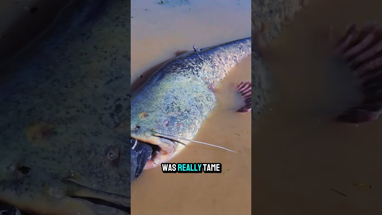 How Calm This Giant Catfish Is In His Hands #fishing